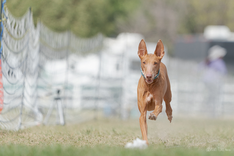 USRCC Fall FastCat, September 13 & 14, Bastian Agricultural Center.