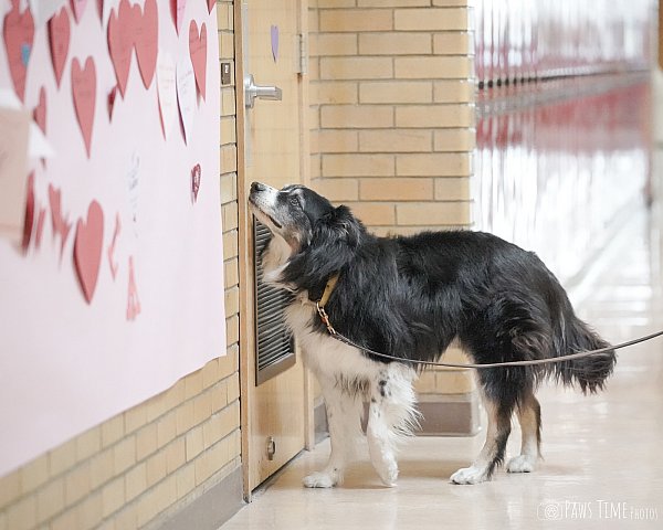 Pawstime20250215_101907_DSC06437.jpg