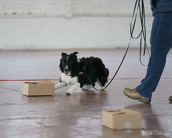 Pawstime20250330_092255_DSC03786.jpg