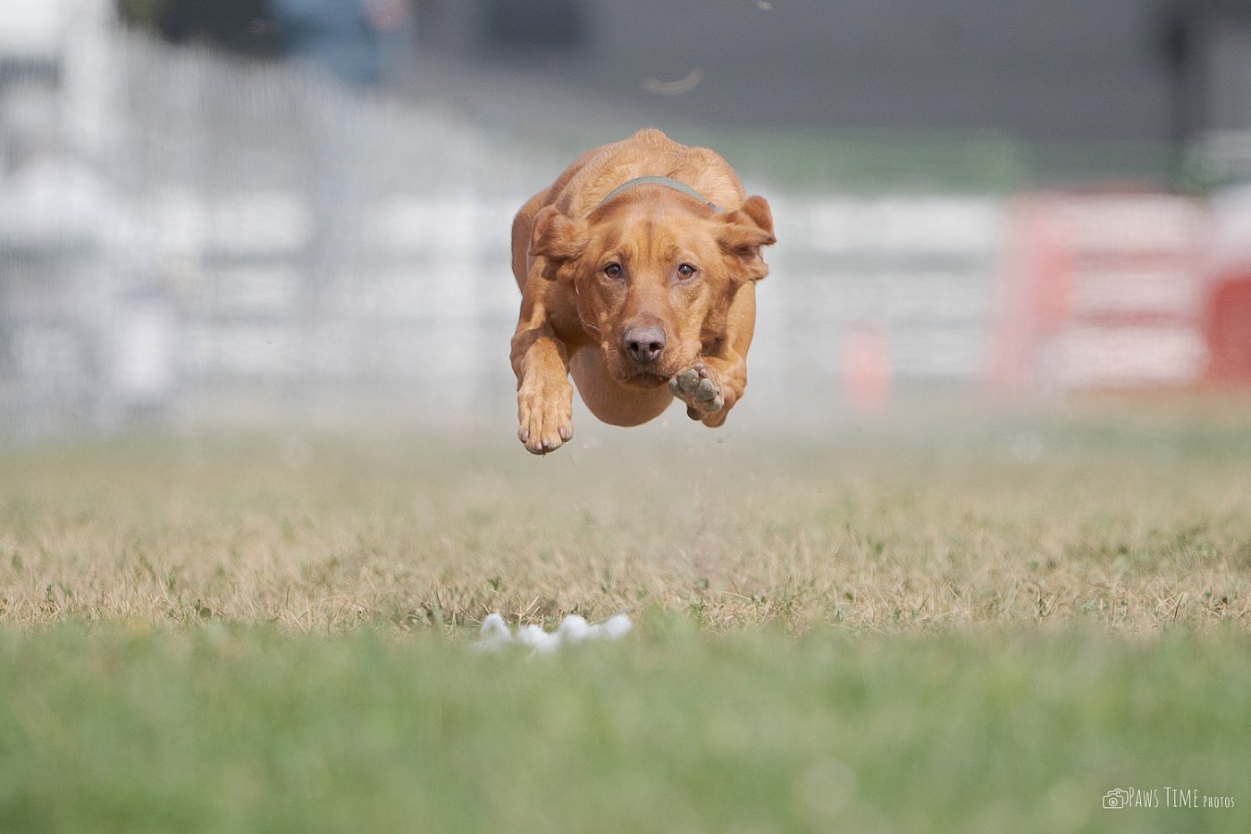 pawstime__20250913_114454_DSC01540.jpg