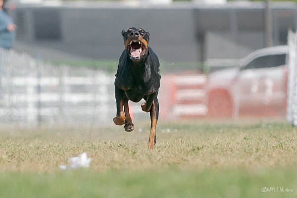 pawstime__20250913_112837_DSC00644-3.jpg