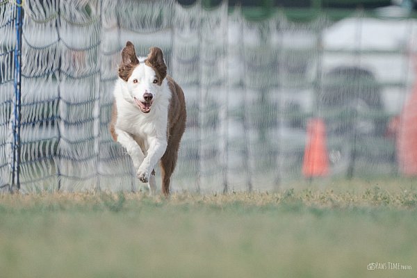 pawstime_20250914_160421_DSC03410-2.jpg
