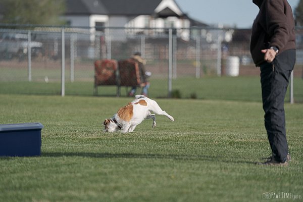 Pawstime_20260418_083433_DSC7179-2.jpg