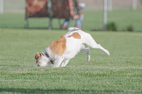Pawstime_20260418_083433_DSC7179.jpg