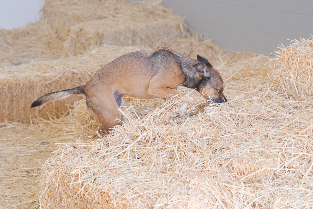 Pawstime_20260725_170550_DSC3814-2.jpg
