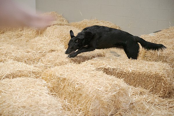 Pawstime_20260724_195203_DSC3107.jpg
