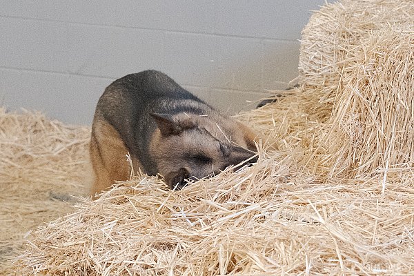 Pawstime_20260725_133411_DSC0477.jpg
