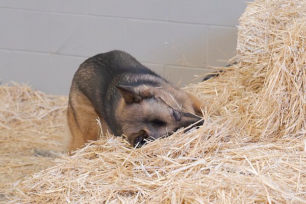 Pawstime_20260725_133411_DSC0477-2.jpg